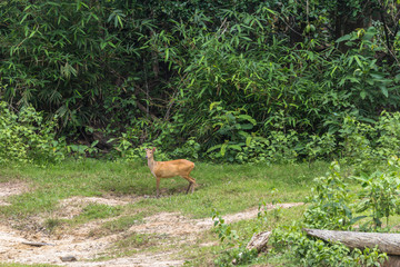 Naklejka na ściany i meble A Muntjac deer also known as barking deer or Mastreani deer on the edge of a jungle clearing.
