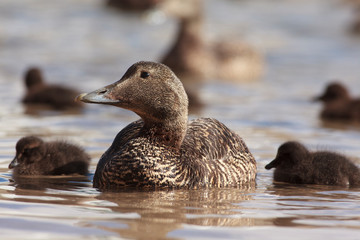 Somateria mollissima swimming