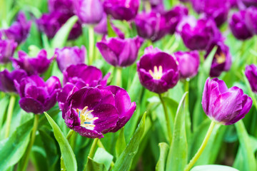 purple tulips in the garden