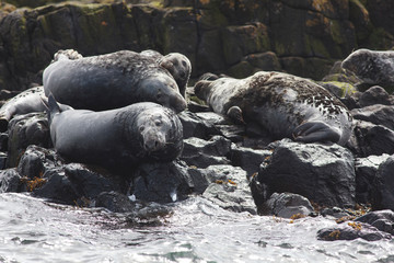 Seal nort sea farne island cliff