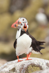 Puffin Farne Island