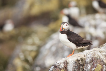 Puffin Farne Island