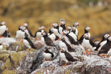 Puffin Farne Island