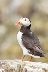 Puffin Farne Island