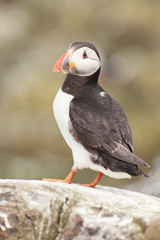 Puffin Farne Island