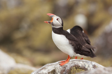 Puffin Farne Island