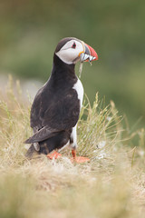 Puffin Farne Island