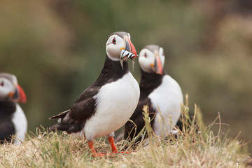 Puffin Farne Island