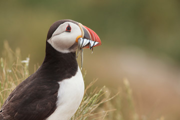Puffin Farne Island