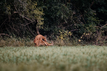 Roe deer during a mating season