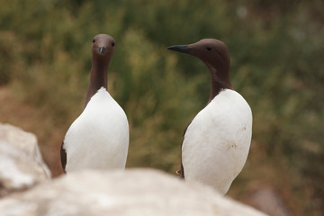 comun guillenot north sea farne island