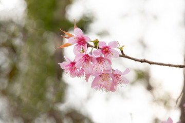 Cherry blossom flowers , sakura flowers on nature background.