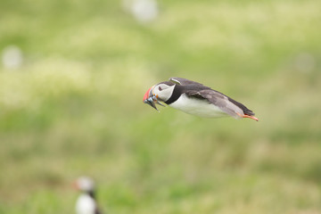 Puffin Farne Island