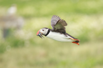 Puffin Farne Island