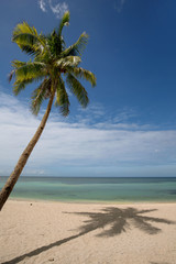 coco nut palm trees drop shadows to a white beach sand in a tranquil relaxing scene