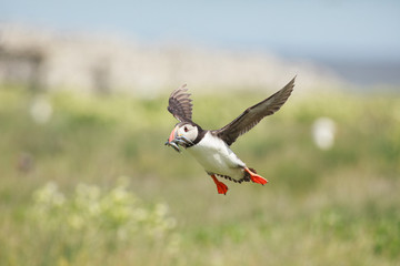 Puffin Farne Island