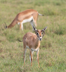 Naklejka na ściany i meble Gazelle with mutated horns in Tanzania