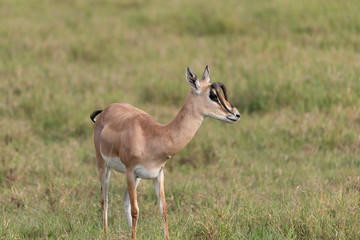 Gazelle with mutated horns in Tanzania