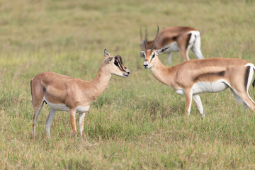 Naklejka na ściany i meble Gazelle with mutated horns in Tanzania