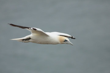 Fototapeta na wymiar gannet bird bass rock farne island north sea