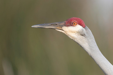 Closeup of male Sandhill Crane