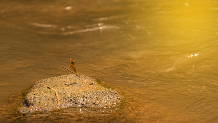 Dragonfly on the rock in the river