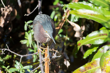 Green Heron in a Florida Marsh