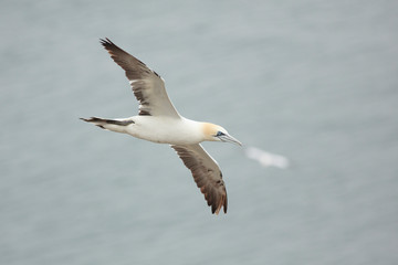 Fototapeta na wymiar gannet bird bass rock farne island north sea