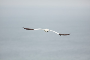 gannet bird bass rock farne island north sea