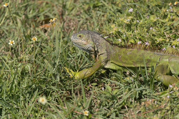 Invasive Green Iguana in Florida Marsh