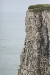 Bempton Cliff North Sea England