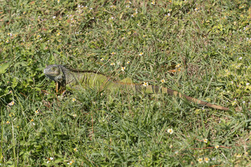 Invasive Green Iguana in Florida Marsh