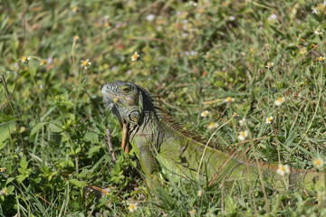 Invasive Green Iguana in Florida Marsh