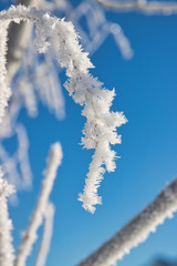 branches covered in snow and ice crystals