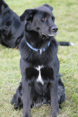 Schwarzer Hund sitzt auf einer Wiese