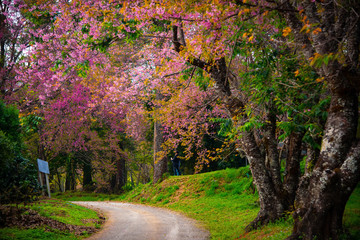 Full pink cherry blossom on spring in the morning at north of Thailand, Place name Khun Wang located at Chiang Mai thailand province.