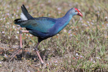 Invasive non-native grey headed swamphen in Florida Marsh