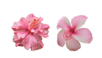 Set of pink flower isolated on white background with clipping path.