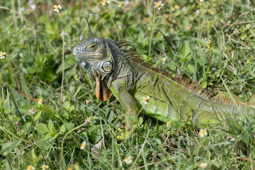 Invasive Green Iguana in Florida Marsh
