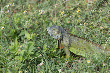 Invasive Green Iguana in Florida Marsh