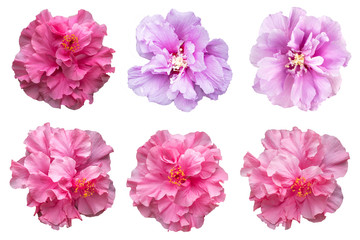 Fototapeta na wymiar Set of hibiscus flowers isolated on white background with clipping path.