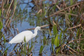 Juvenile Little Blue Heron