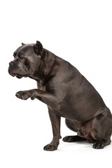 Cane Corso dog on white background