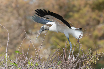 Word Stork in Florida Rookery