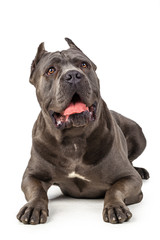Cane Corso dog on white background