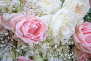 Many light roses
