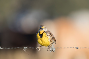 Western Meadowlark in New Mexico