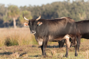 Cow in pasture in central Florida USA