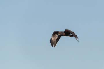 Male Snail Kite in Florida Marsh