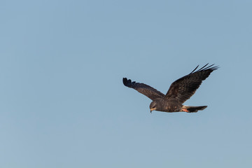 Male Snail Kite in Florida Marsh